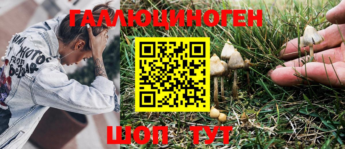 что такое наркотик  Псилоцибиновые грибы Psilocybine cubensis  Новозыбков  Вход с VPN  Псилоцибиновые грибы мицелий 